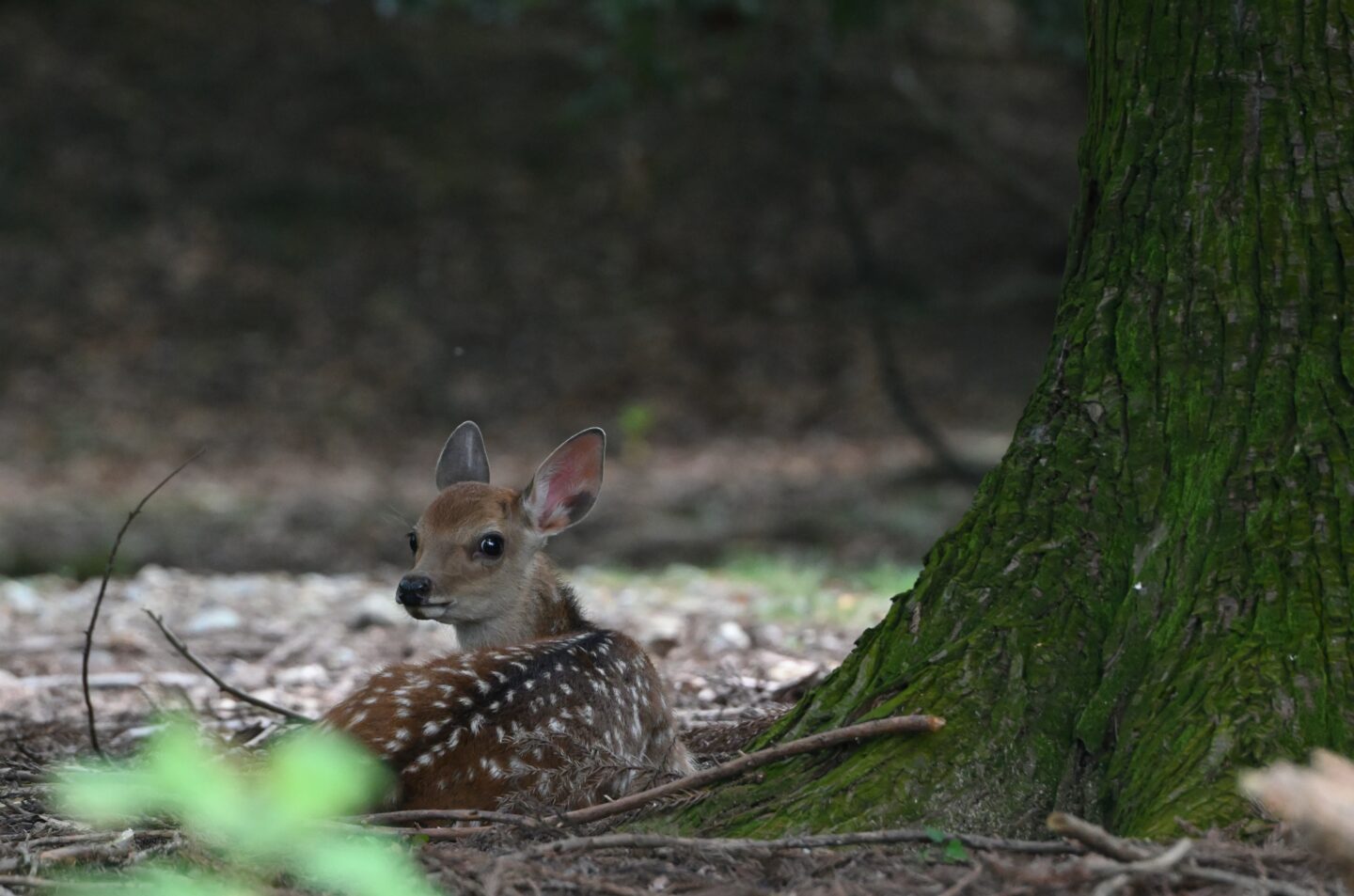 here is wildlife here.

But I want more. So in today's post, I'm going to share with you ways to encourage wildlife to your property - no matter what size it is.