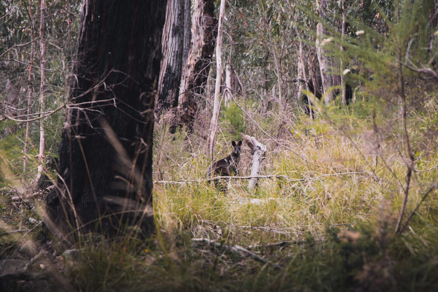 Attracting More Wildlife To Your Yard